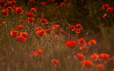 Fototapeta na wymiar Close up of red poppy field illuminated in backlit by low lying sun just before sunset / after sun rise.