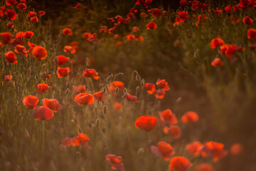 Obraz na płótnie Canvas Close up of red poppy field illuminated in backlit by low lying sun just before sunset / after sun rise.