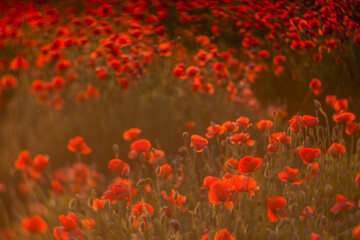 Close up of red poppy field illuminated in backlit by low lying sun just before sunset / after sun rise.