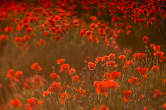 Close up of red poppy field illuminated in backlit by low lying sun just before sunset / after sun rise. © Martin