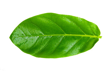 Fototapeta premium Giant calotrope leaves isolated on white background. herb plant