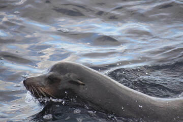 Obraz premium sea lion on the beach