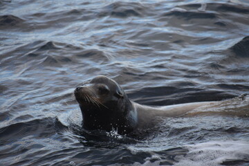 seal on the beach