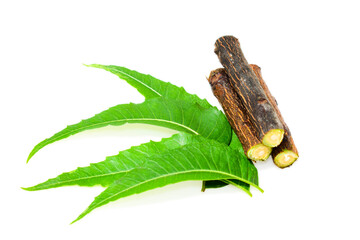Medicinal neem leaves isolated on white background