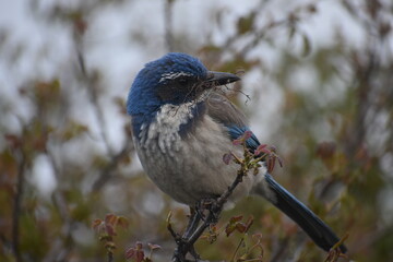 blue jay on a branch