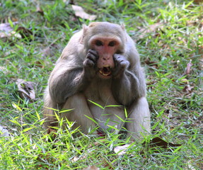 Monkey making faces