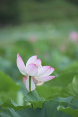 Obraz premium 蓮の花