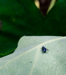 Calliphora vomitoria, known as the blue bottle fly on a green leaf in an India garden. Uttarakhand...