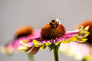 Fleissige Sammlerin bei der Arbeit © thomasriess