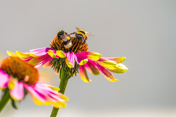 Teamworker © thomasriess