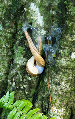 精子を交換し合う神秘的なおおなめくじの交尾