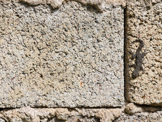 Kotschy's Gecko // Ägäischer Nacktfinger (Mediodactylus kotschyi) - Peloponnese, Greece