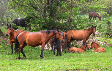 wild horses on a spring day, beautiful nature