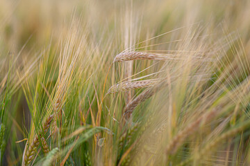 An ear of rye or wheat in the field. rye meadow moving on the wind, close-up, selective focus. Young wheat, a field of decorative spike ears