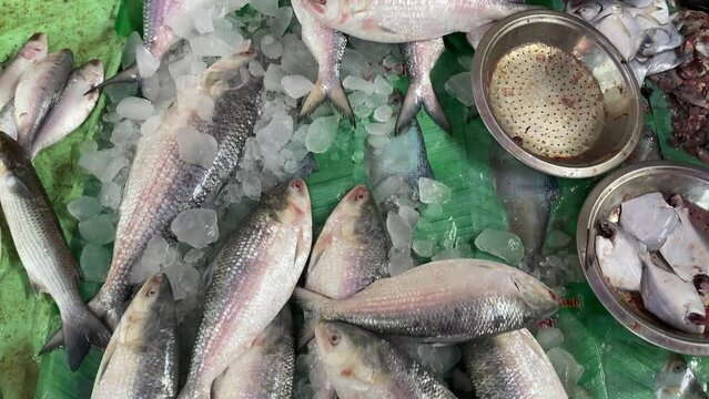 Extreme close up shot of Ilish or Hilsa fishes on ice for sale in fish market with silvery scale.