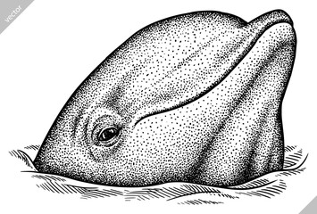 Vintage engrave isolated saw fish illustration killer whale ink sketch. Wild hammer shark background line dolphin vector art © Turaev