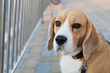 A beagle dog is behind a metal fence, waiting for the owner. space for copying.