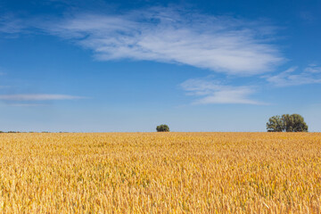 Wheatfield under the beautiful blue summer sky with clouds and trees on a horizon line. Rural landscape.