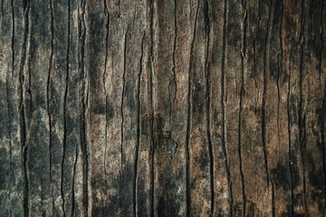 Bark  Background, Old Tree, Old Bark of Tree.