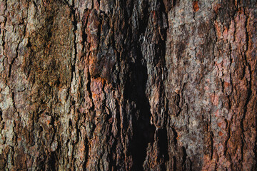 Closeup Bark of Tree
