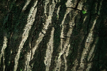 Closeup texture of tree bark, Pattern of natural tree bark background.