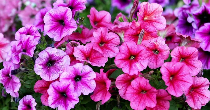 petunia flowers waving on the wind