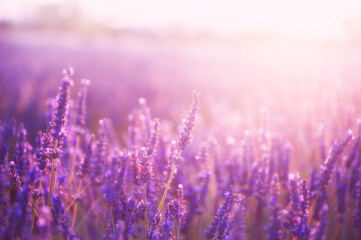 Lavender flowers at sunset in Provence, France.