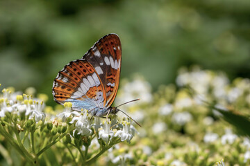 butterfly feeding on white flower in leaves, Limenitis camilla