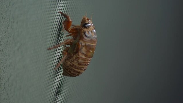 larvae of cicada is walking up on a screen for window in Japan. Without sounds