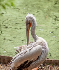 A beautiful large white pelican on the shore cleans feathers in the zoo close-up. A bird with a big beak that catches fish.