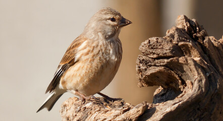 Common linnet female