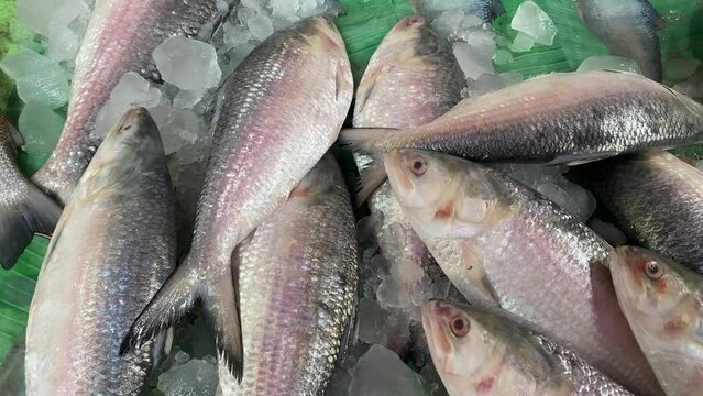 Ilish or Hilsa being sold in Kolkata's fish market in a 4K close up shot. Kolkata, India.