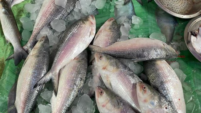 4K overhead video of Ilish or Hilsa being sold at the fish market in Kolkata.