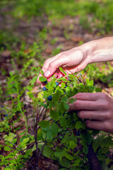 Naklejka na ściany i meble picking berries. Blueberries soiled hands. Collection of berries in the forest