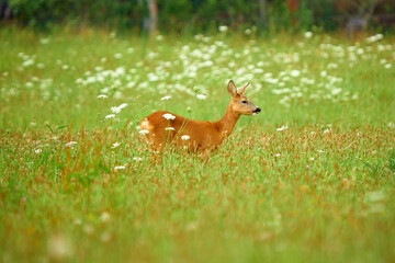 doe on a blooming meadow