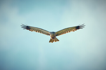 Birds of prey - flying Marsh Harrier (Circus aeruginosus)