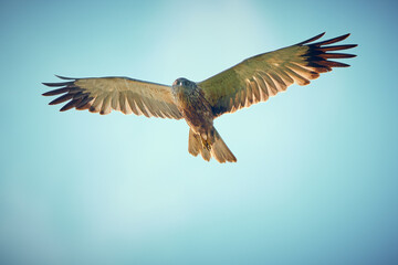 Birds of prey - flying Marsh Harrier (Circus aeruginosus)