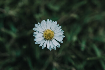 A daisy flower on green grass background top view, summer and spring background