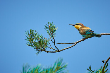 European Bee-eater, sitting on a twig