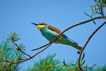 European Bee-eater, sitting on a twig (Merops apiaster)