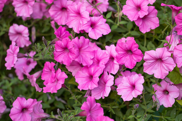 Background of pink petunia on garden