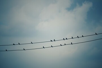 birds on wire