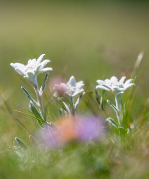 alpine edelweis flowers 
