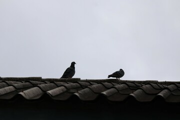 pigeons on the roof
