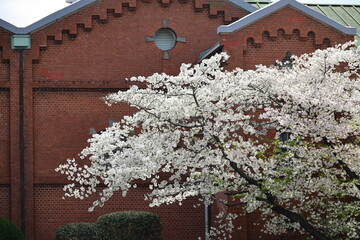 古いレンガの建物の前に咲く桜