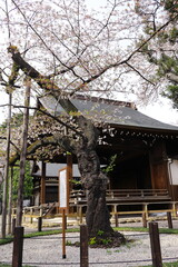 東京の桜の標本木