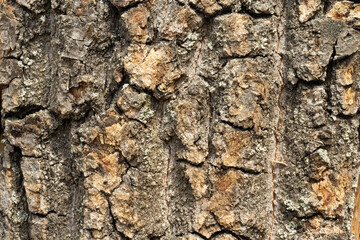 background of chopped oak firewood
