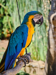 Blue-orange macaw on a wooden twig side portrait