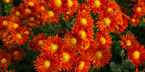 Field of red asters with yellow pistils close-up from above as natural background