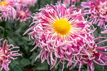 White-pink chrysanthemum with yellow pistils in a flower bed close-up with a blurred background